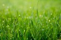 Naturalna świeca sojowa Aromma o zapachu świeżo ścięta trawa.